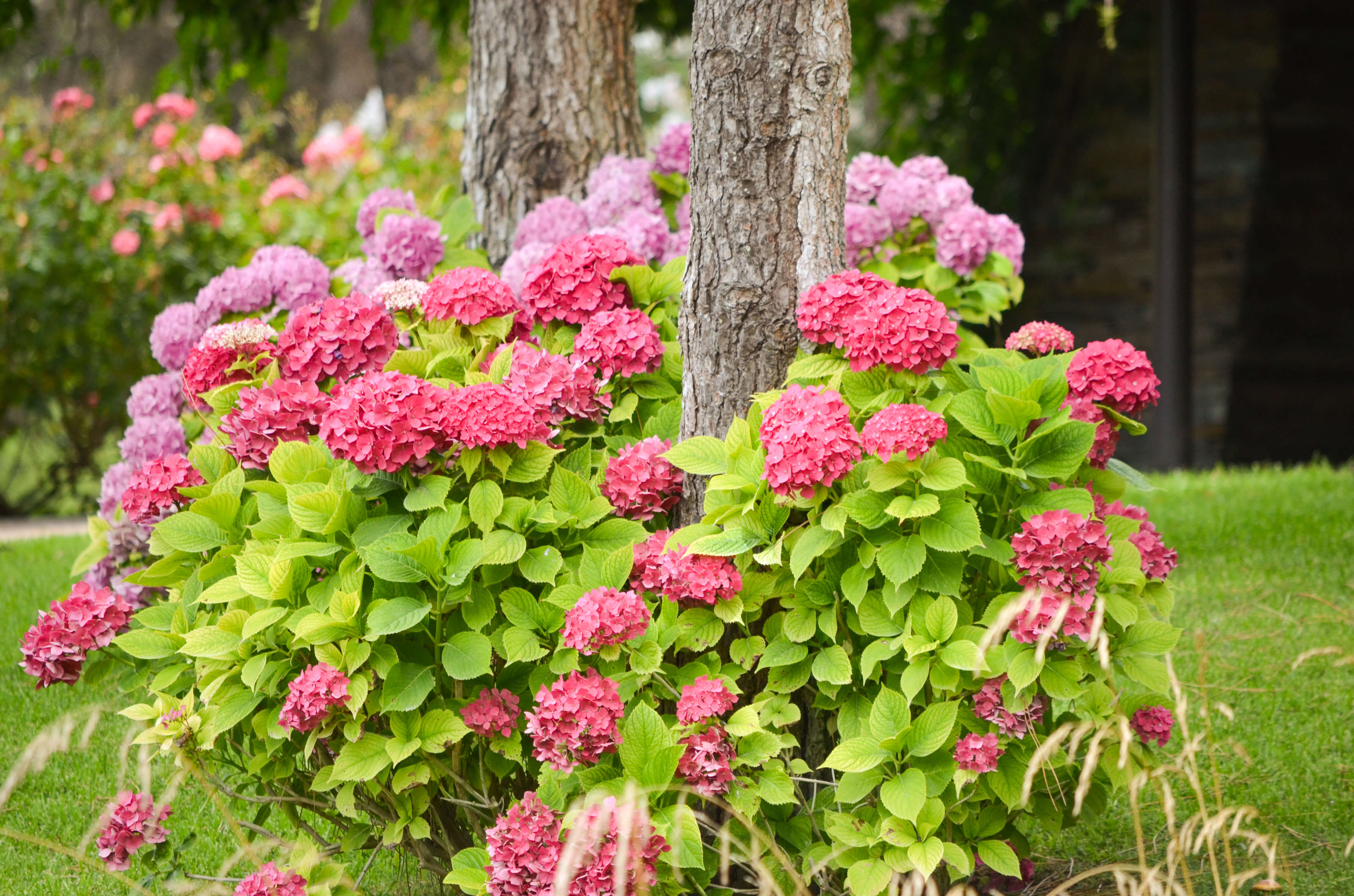 Hortensias del jardín